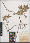 Foto von Salix myrsinites L. x Salix nigricans Sm. x Salix phylicifolia L.